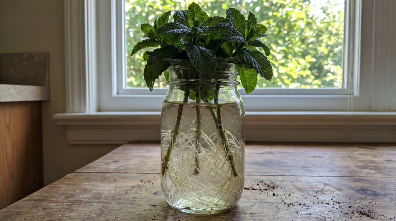 Plants That Root in Water