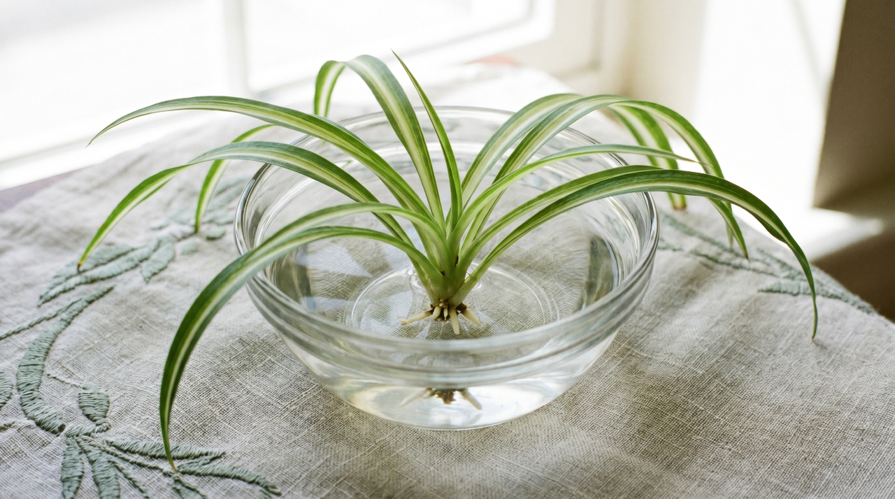 Plants That Root in Water